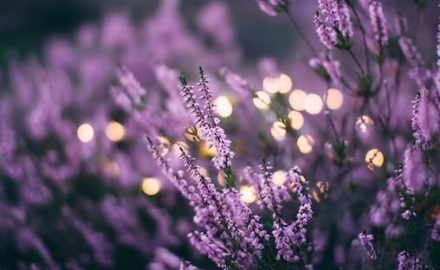 Essential oils are the aroma, the essence, of plants like the lavender in this photo.