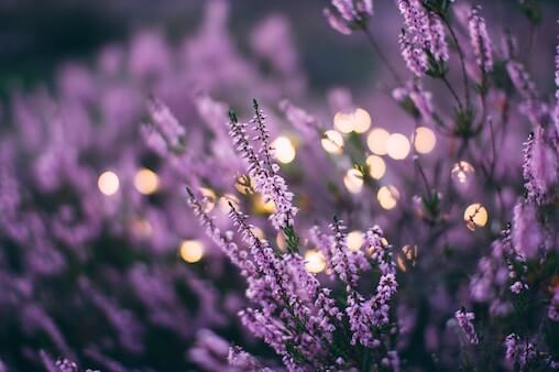 Essential oils are the aroma, the essence, of plants like the lavender in this photo.