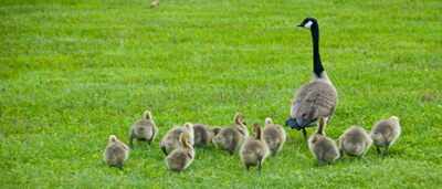 Baby Geese Following Mother