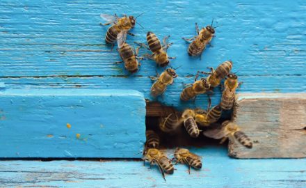 Bees swarming out of a nest. Treating bee stings is an important topic.