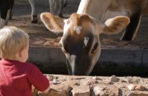 Cows, Cats, Siblings, and Immune Health