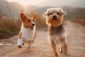 Dr. Greene's Allergy Care Guide -- two dogs running on an outdoor trail