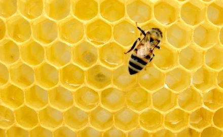 Honeycomb with a bee on it. Is feeding a baby honey wise?