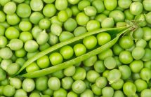A bed of peas. Food Rules: What's for Dinner?