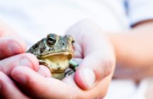 Avoiding Salmonella - Guidelines for Handling Reptiles as Pets