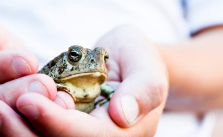 Avoiding Salmonella - Guidelines for Handling Reptiles as Pets