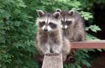Raccoons Spreading Rabies Nationwise