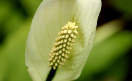 The Peace Lily is one of the top ten air filtering plants.