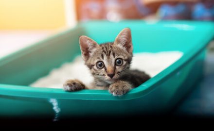 Adorable kitten in a teal blue litter box. Toxoplasmosis Defined comes for cat's litter box.