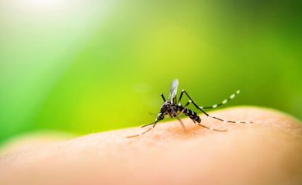 Mosquito sucking blood on human skin with nature background. Mosquitos spread Zika Virus.