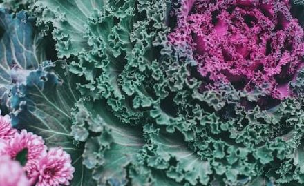 Green and pink kale. Kale is an iron-rich food.